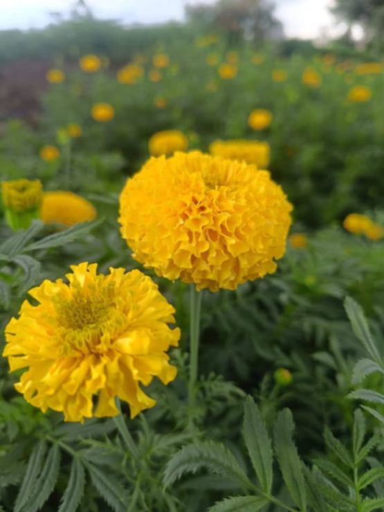 Marigold