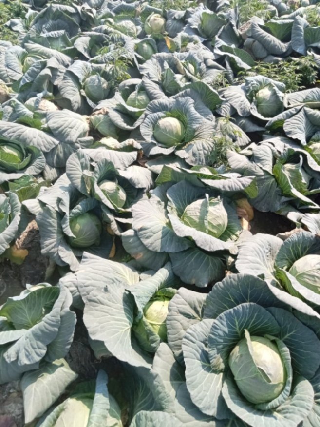 Cabbage 
