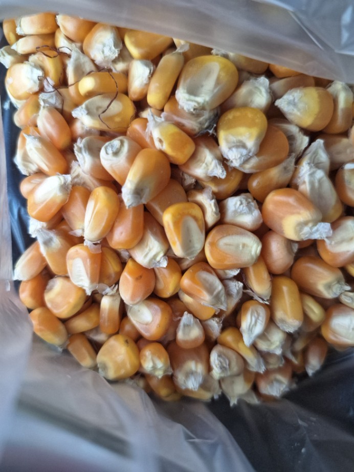 Corn 