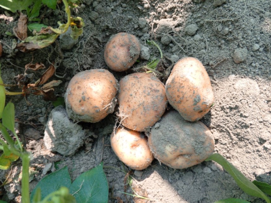 Potato 
