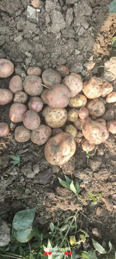 Potato 