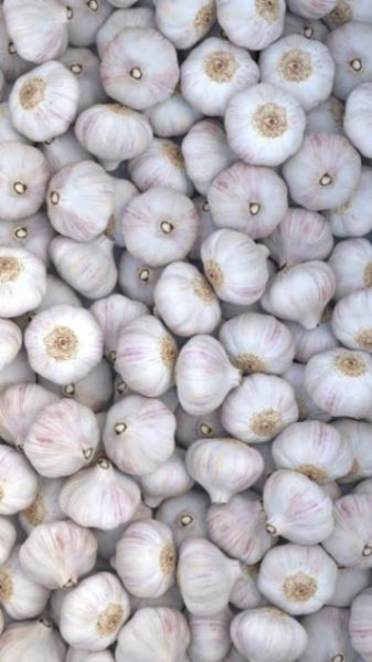 Garlic 