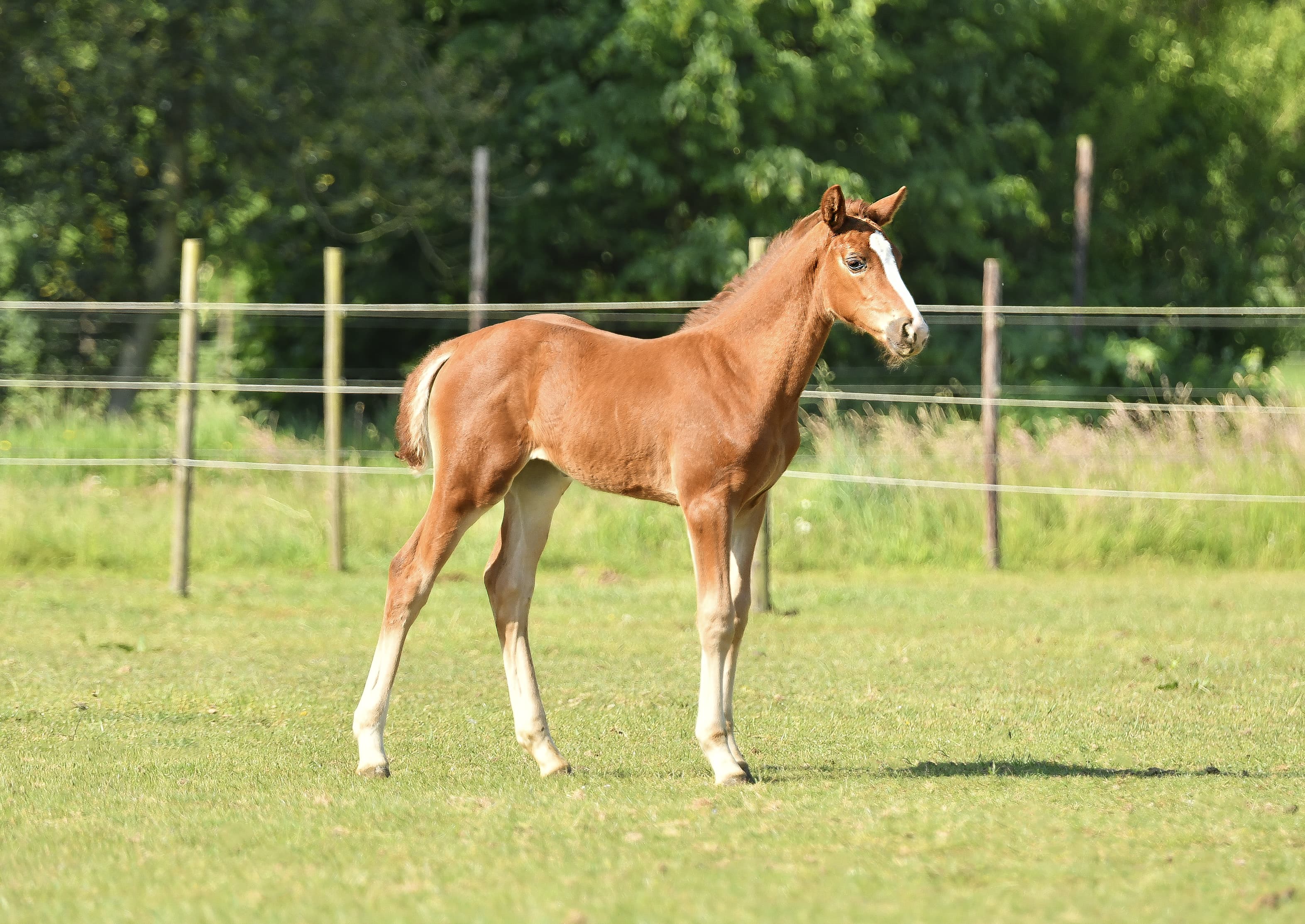 Annabelle van 't Holzke Z