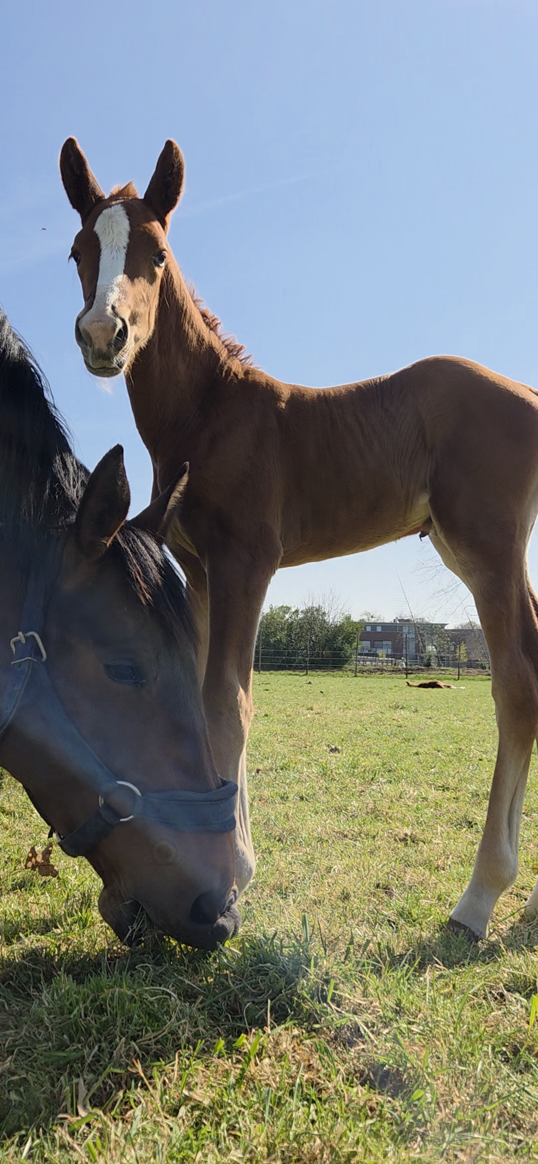 Thumbnail of Annabelle van 't Holzke Z 2