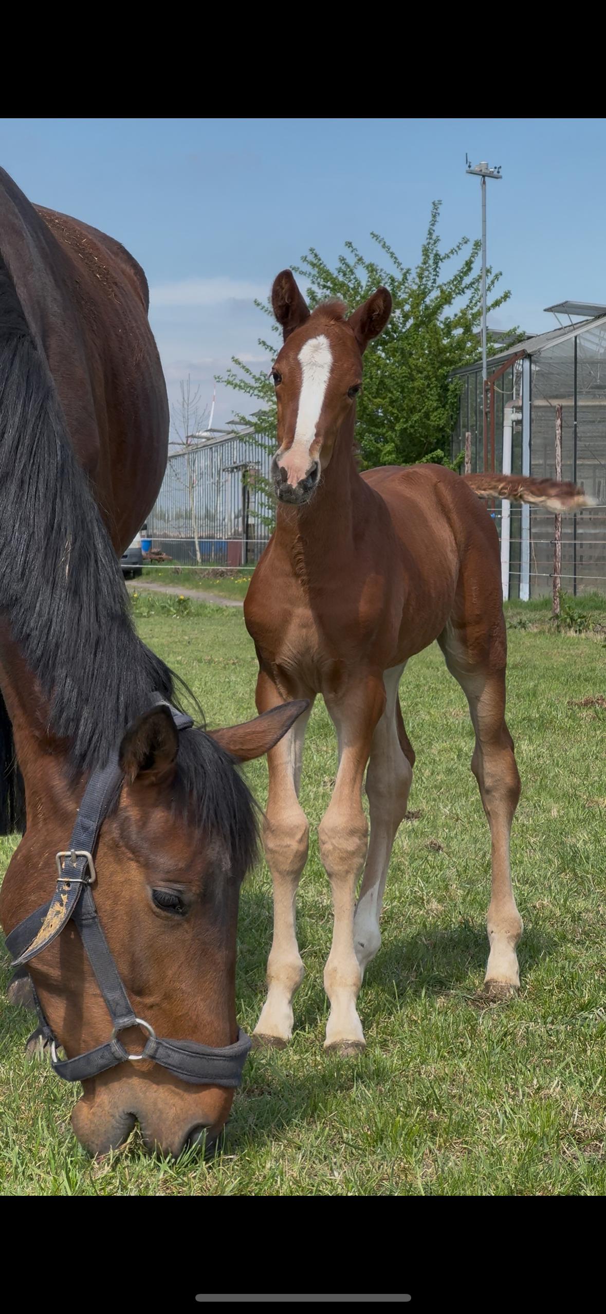 Thumbnail of Annabelle van 't Holzke Z 3