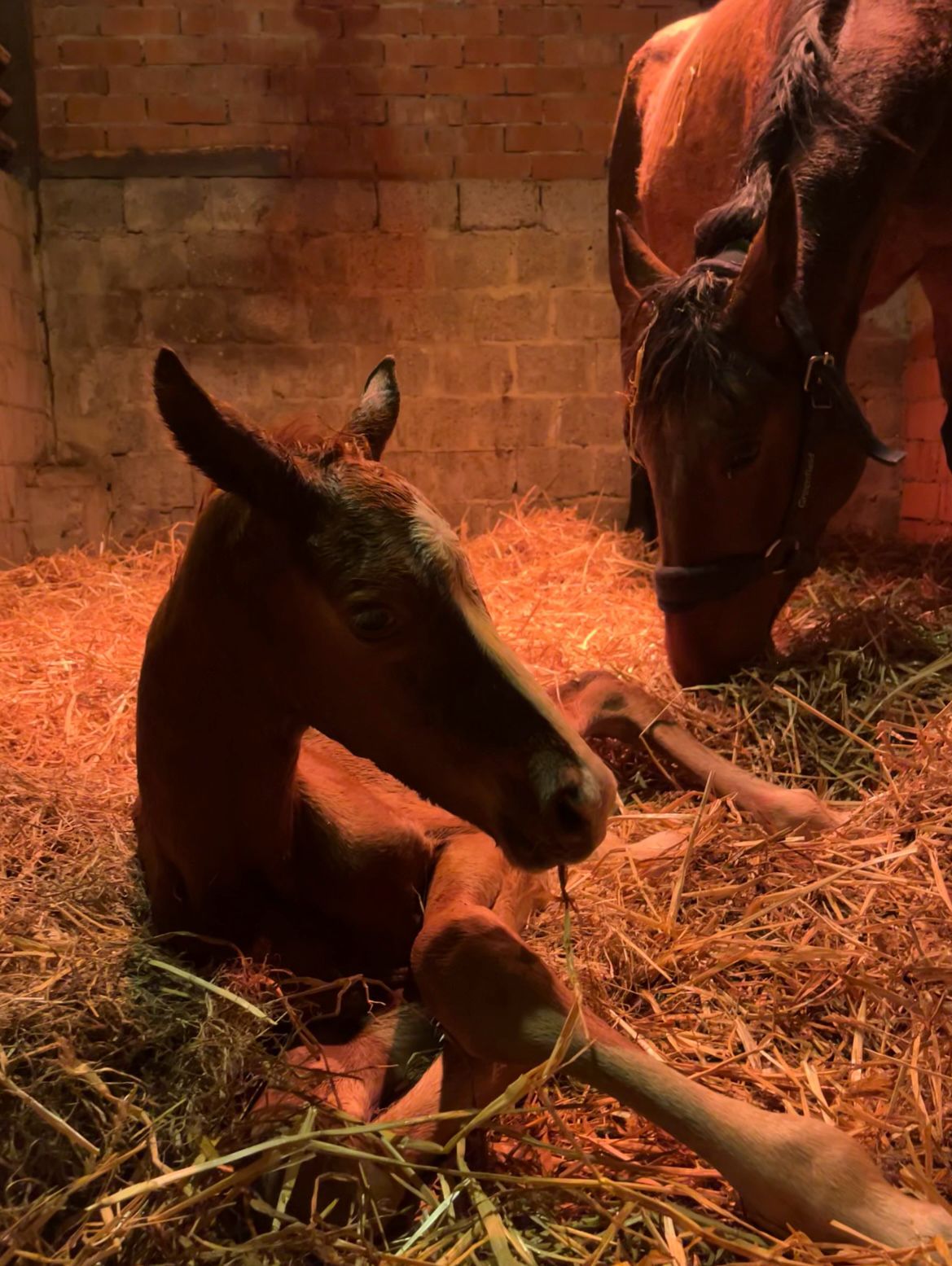 Thumbnail of Annabelle van 't Holzke Z 4