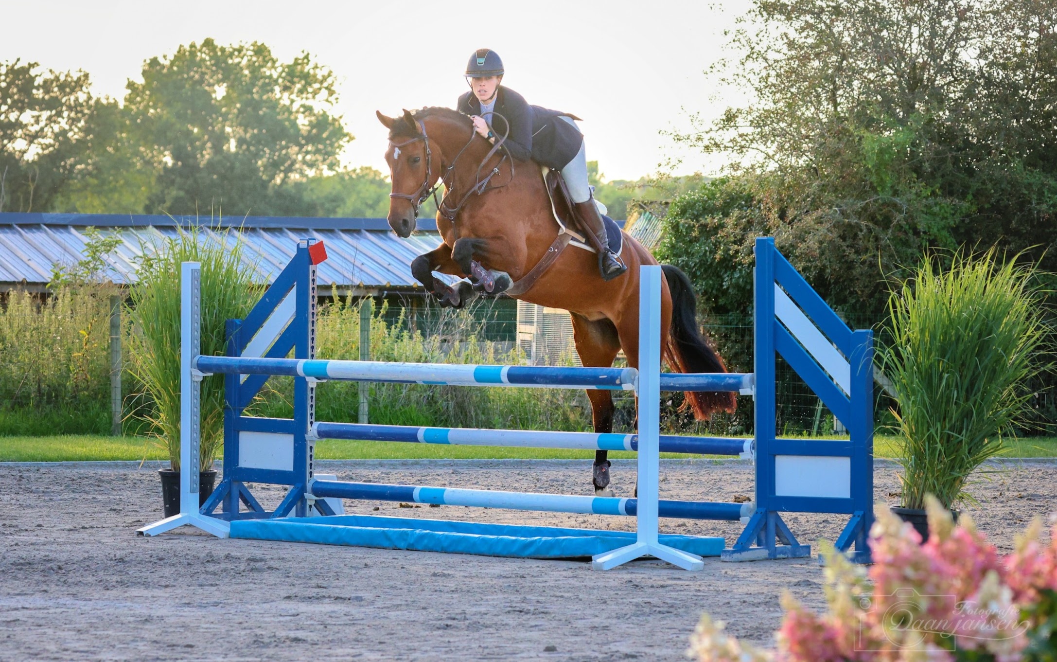 Cico van den Beuckenhof Z