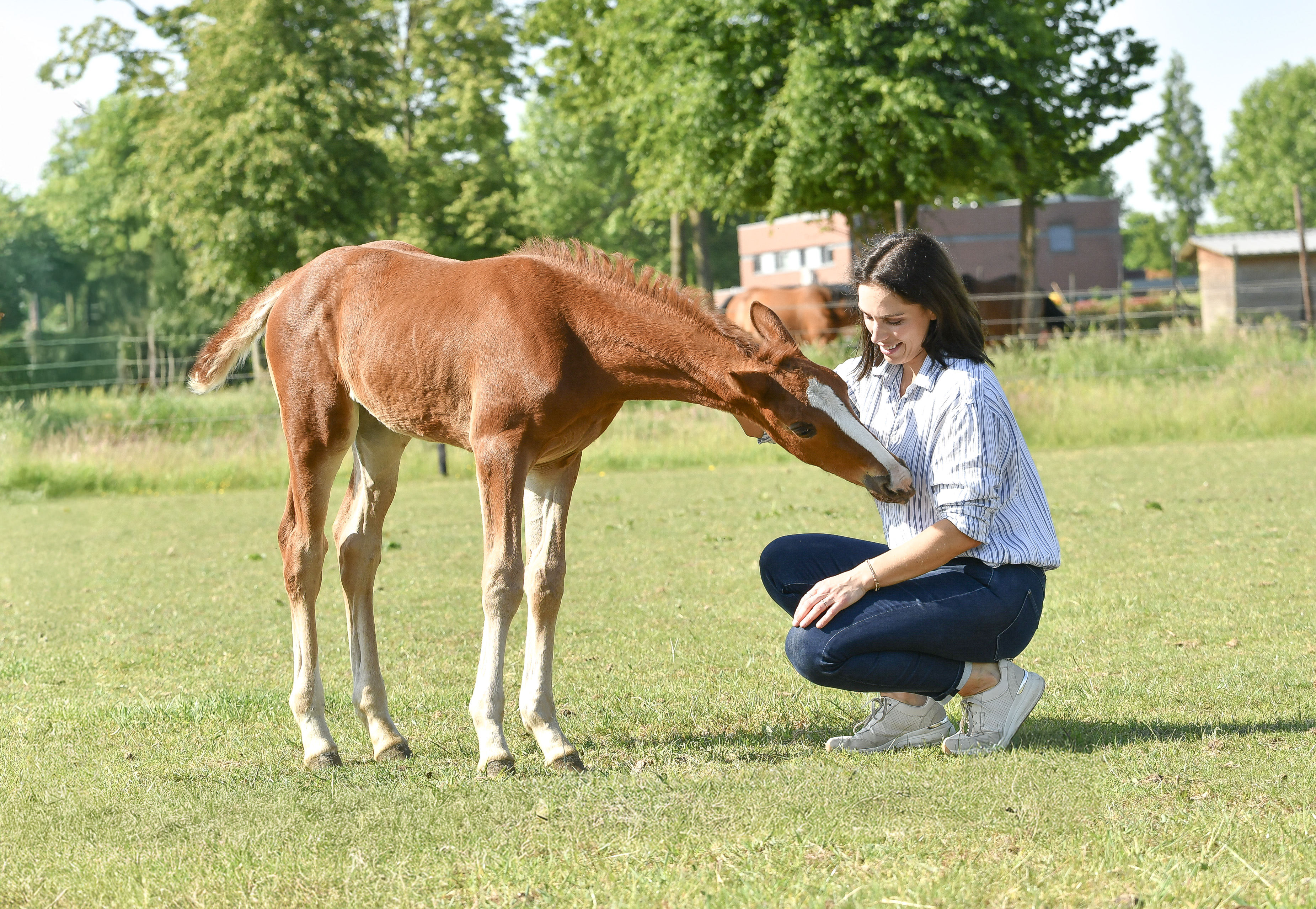 Van 't Holzke sport horses Training