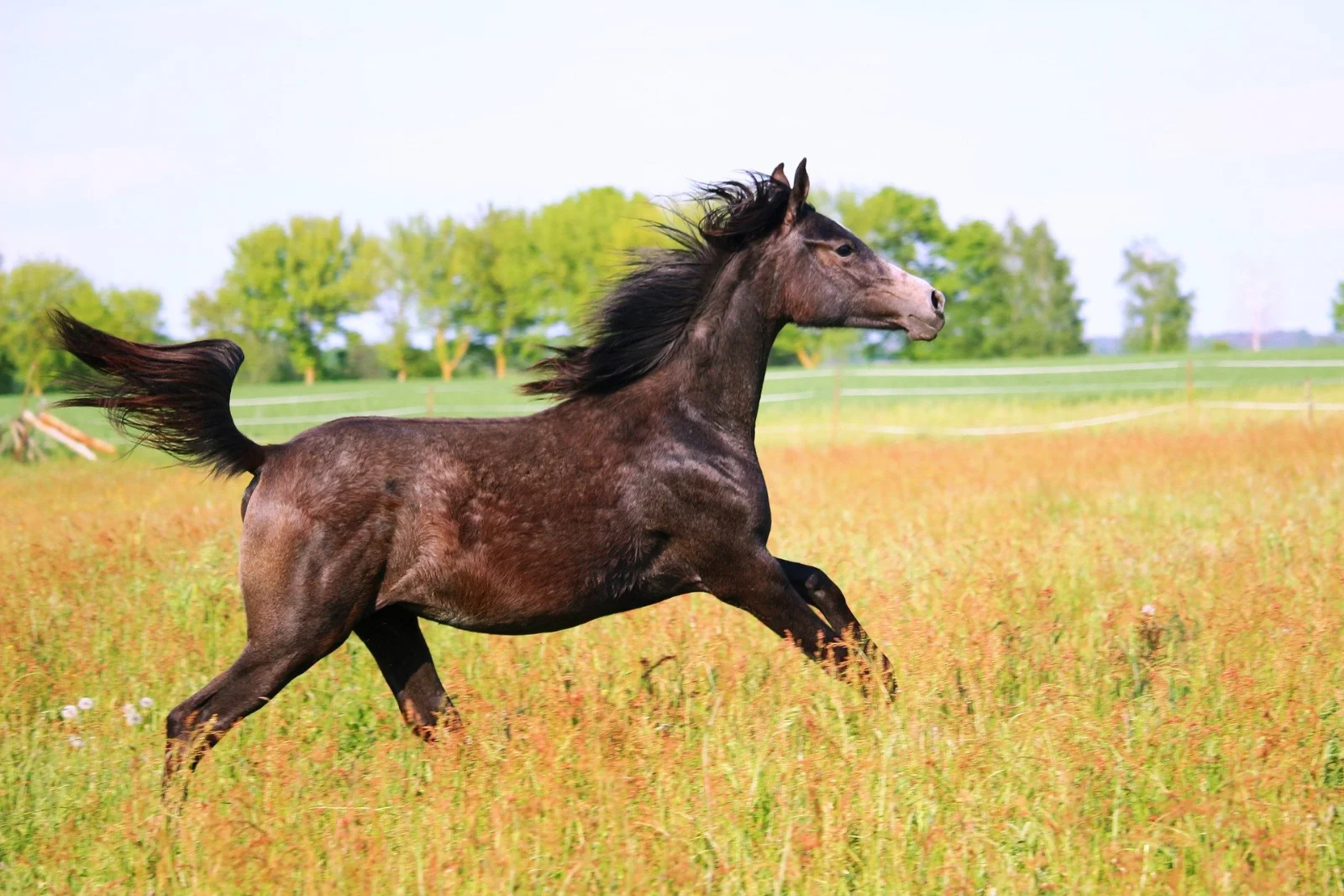 Image of Yearling 2