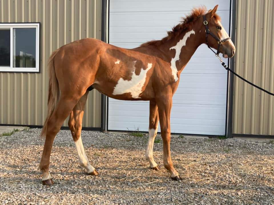Image of Yearling 1
