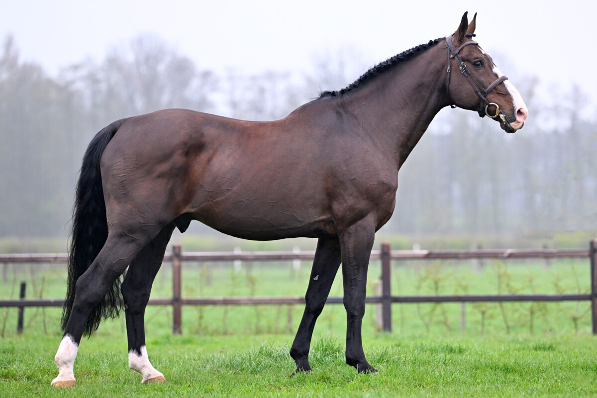 Image of Tsar Hero Z 
