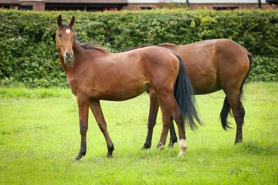 Image of Two y/o 1