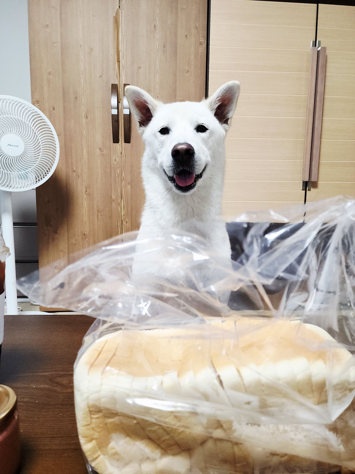 삽달의 프로필 사진