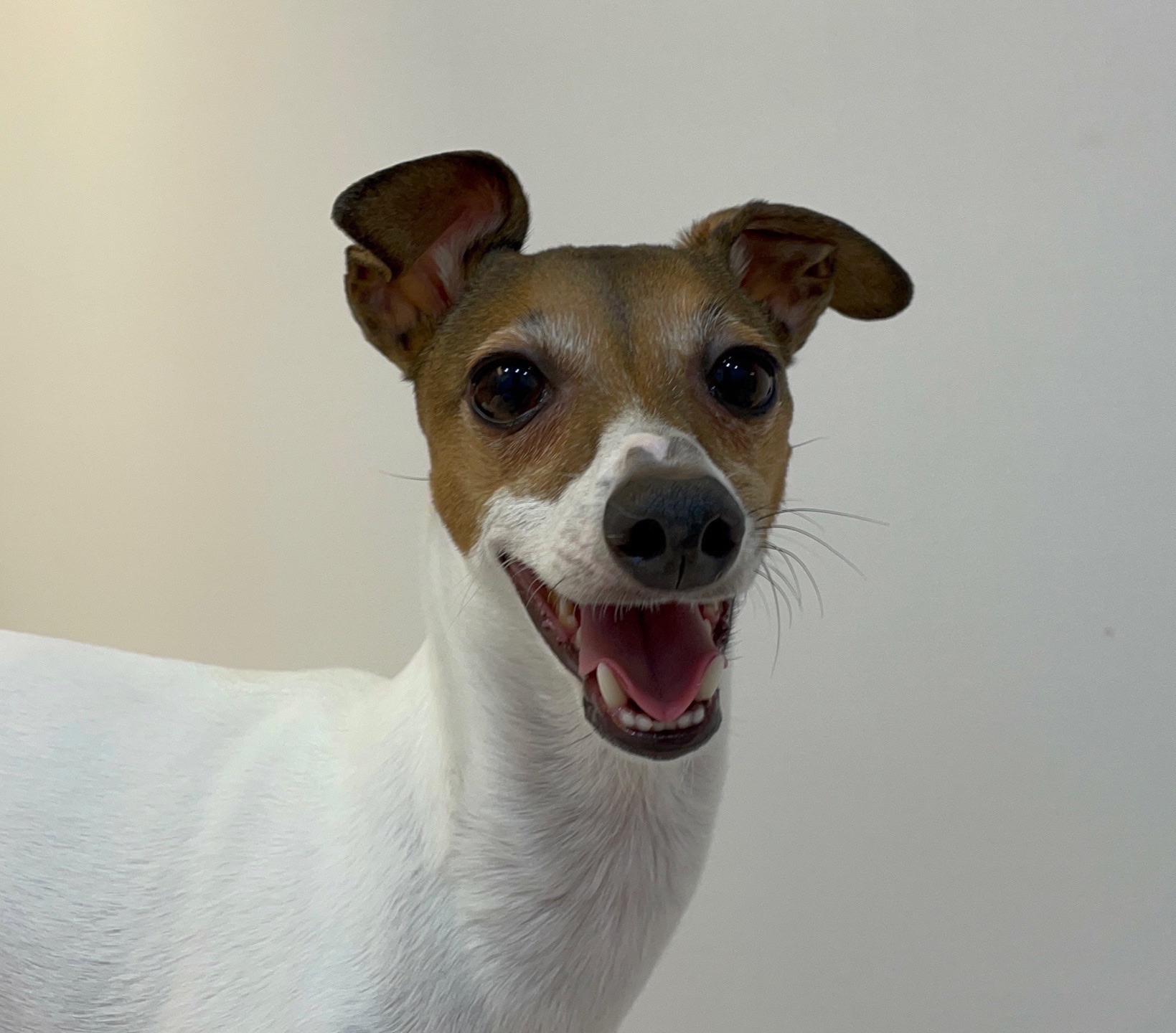 호두의 프로필 사진