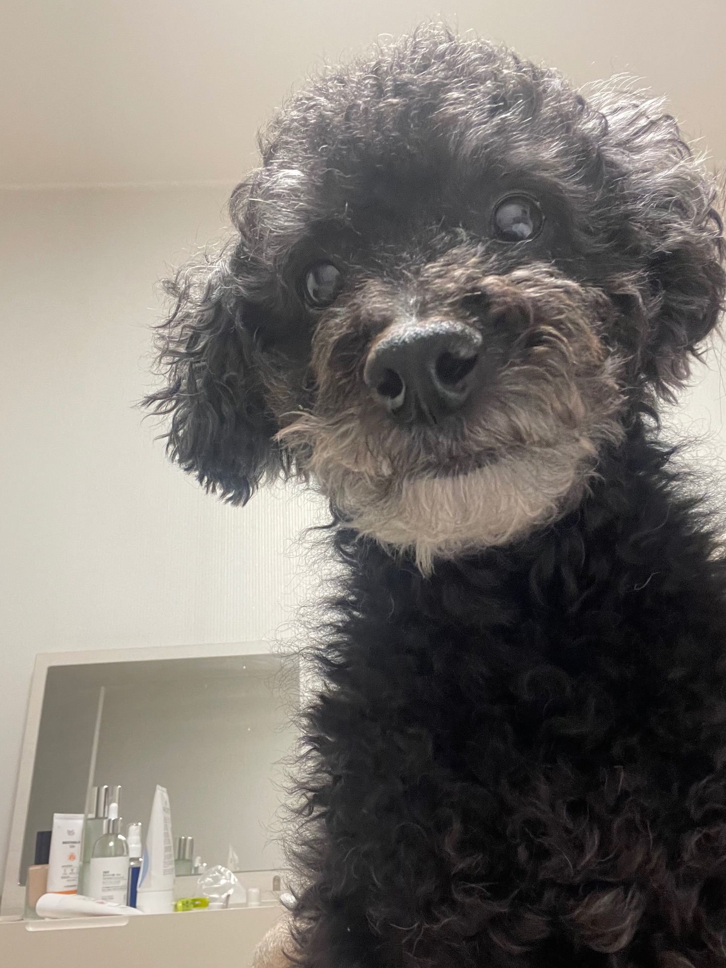 보리의 프로필 사진