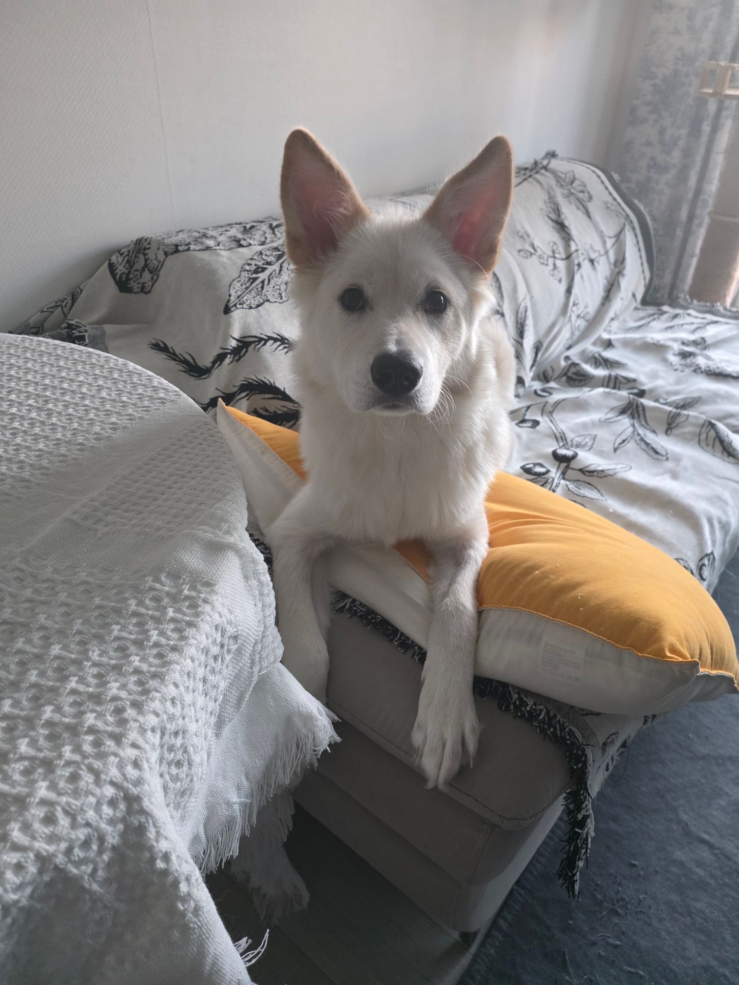 고구마의 프로필 사진