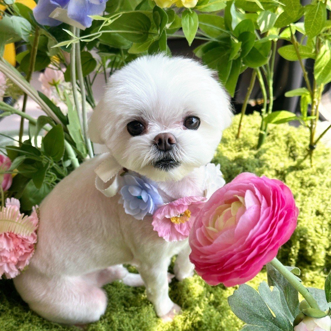 동이의 프로필 사진 1