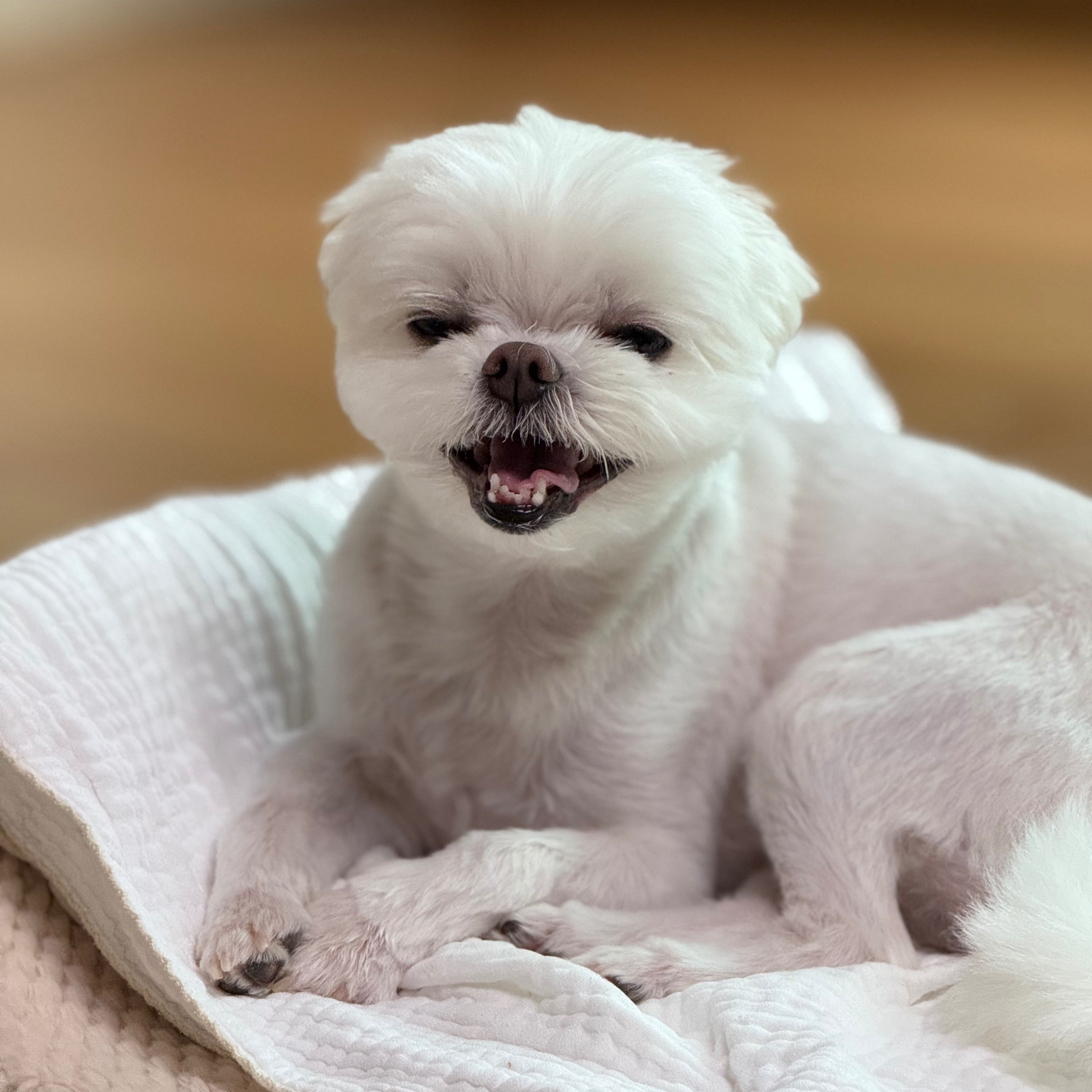 동이의 프로필 사진 3