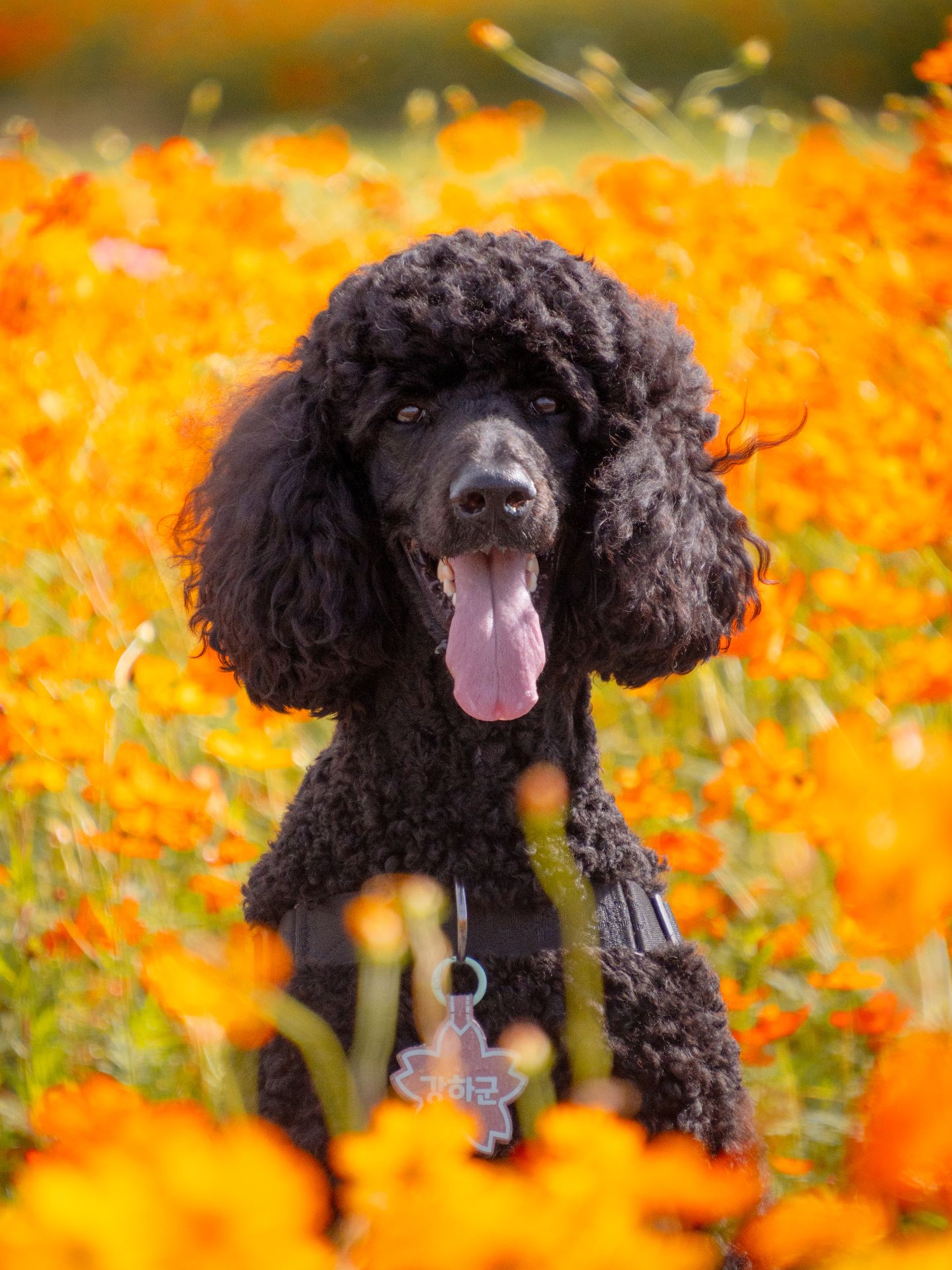 강하군의 프로필 사진
