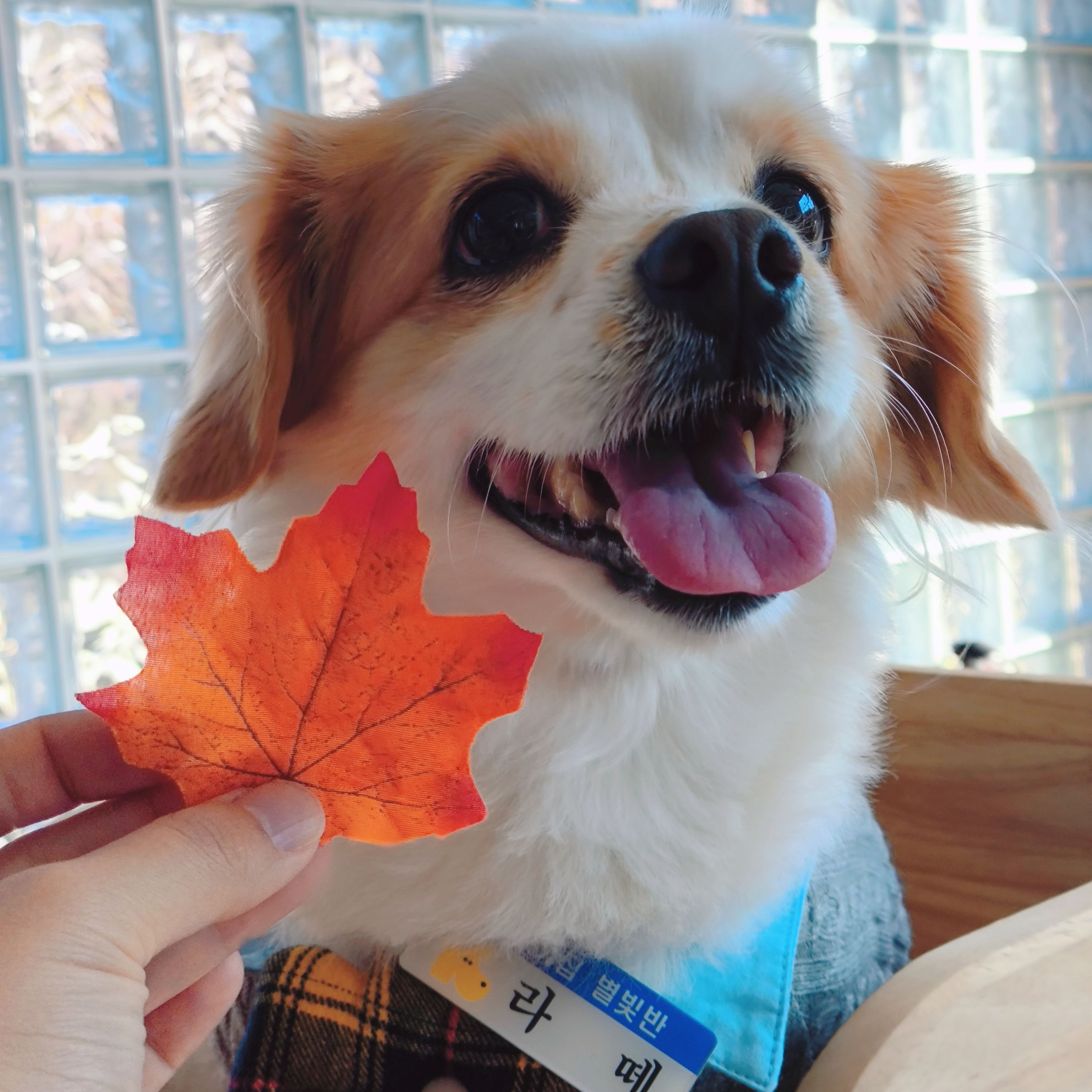 라떼의 프로필 사진 2