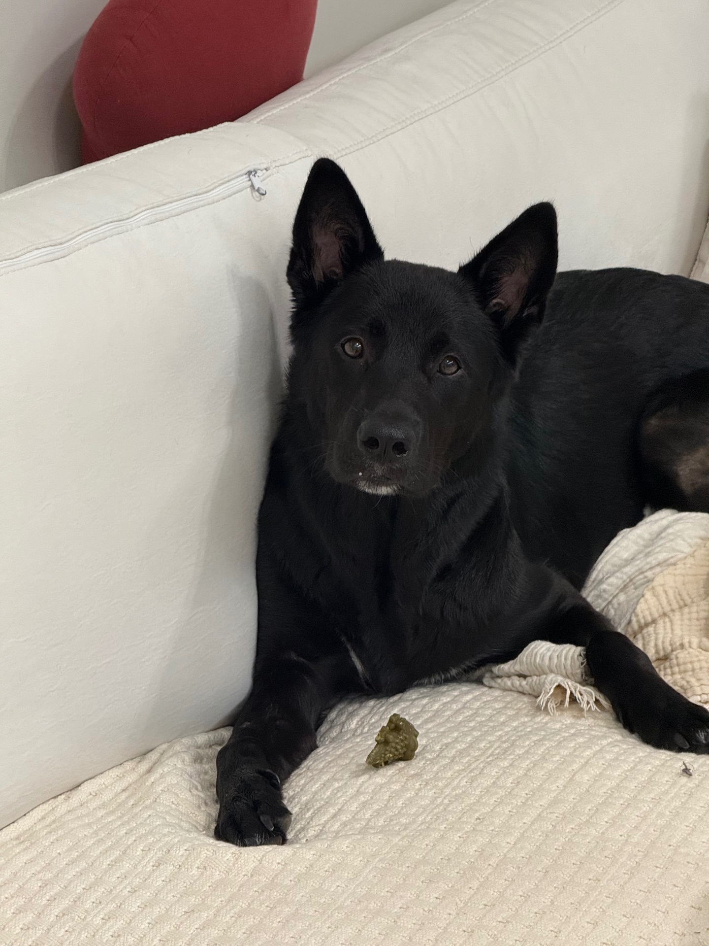 시루의 프로필 사진