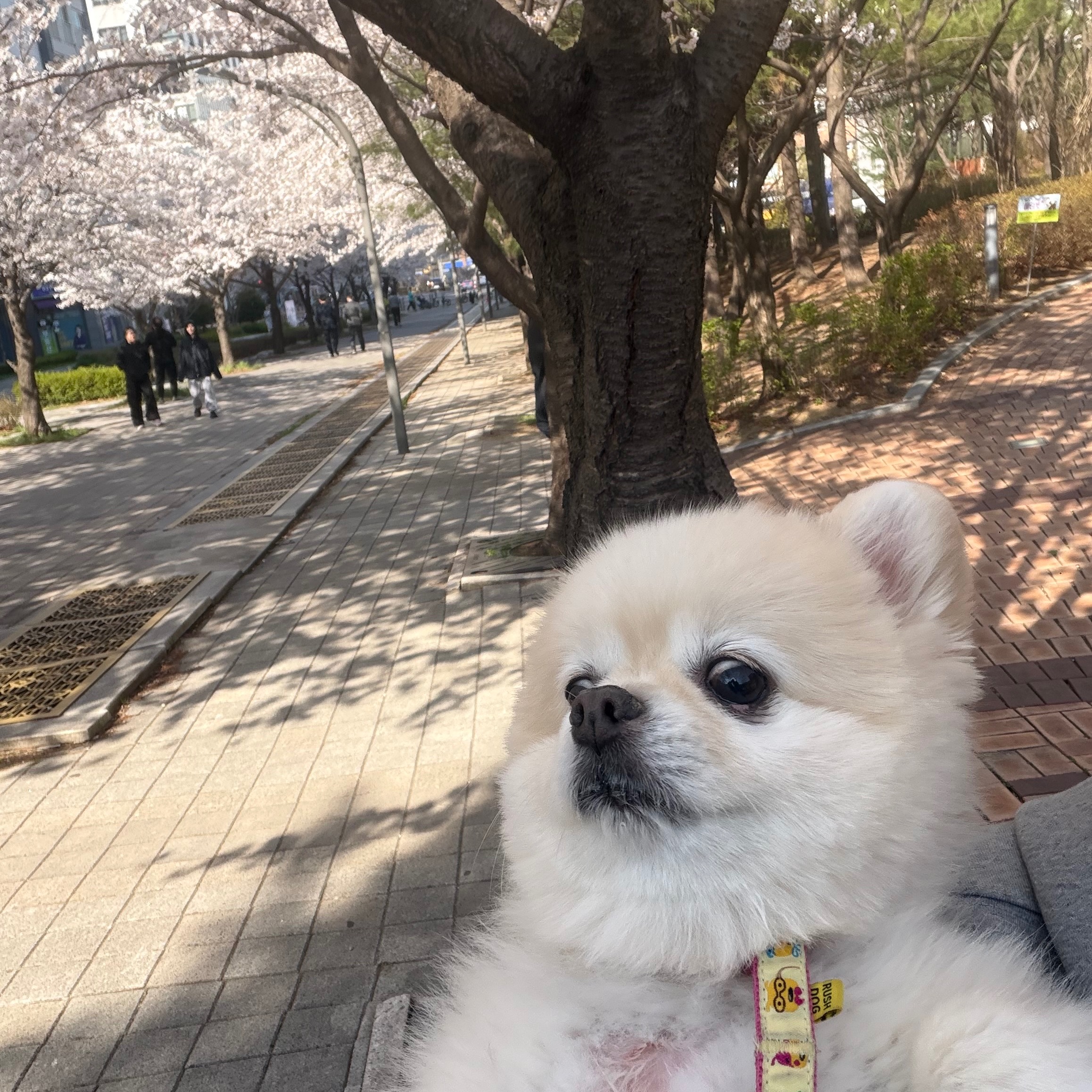 송송이의 프로필 사진 6