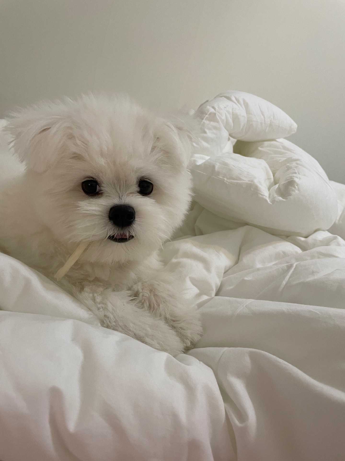 젤리의 프로필 사진 1