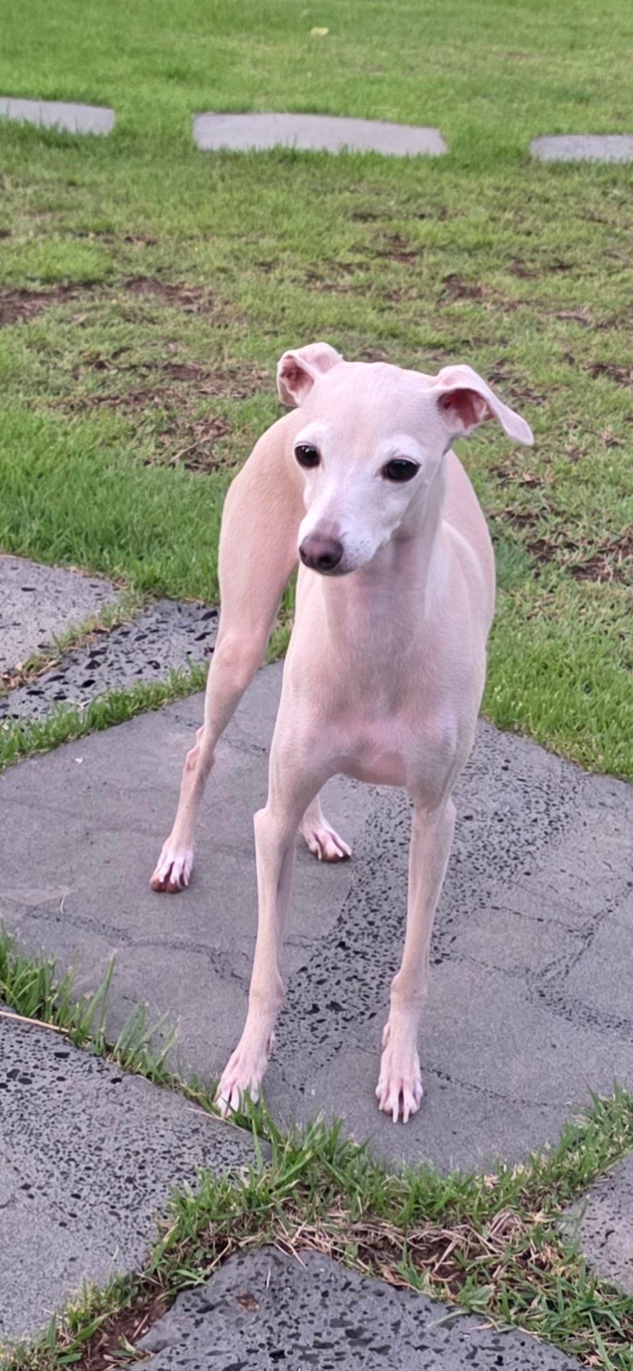 복돌이의 프로필 사진