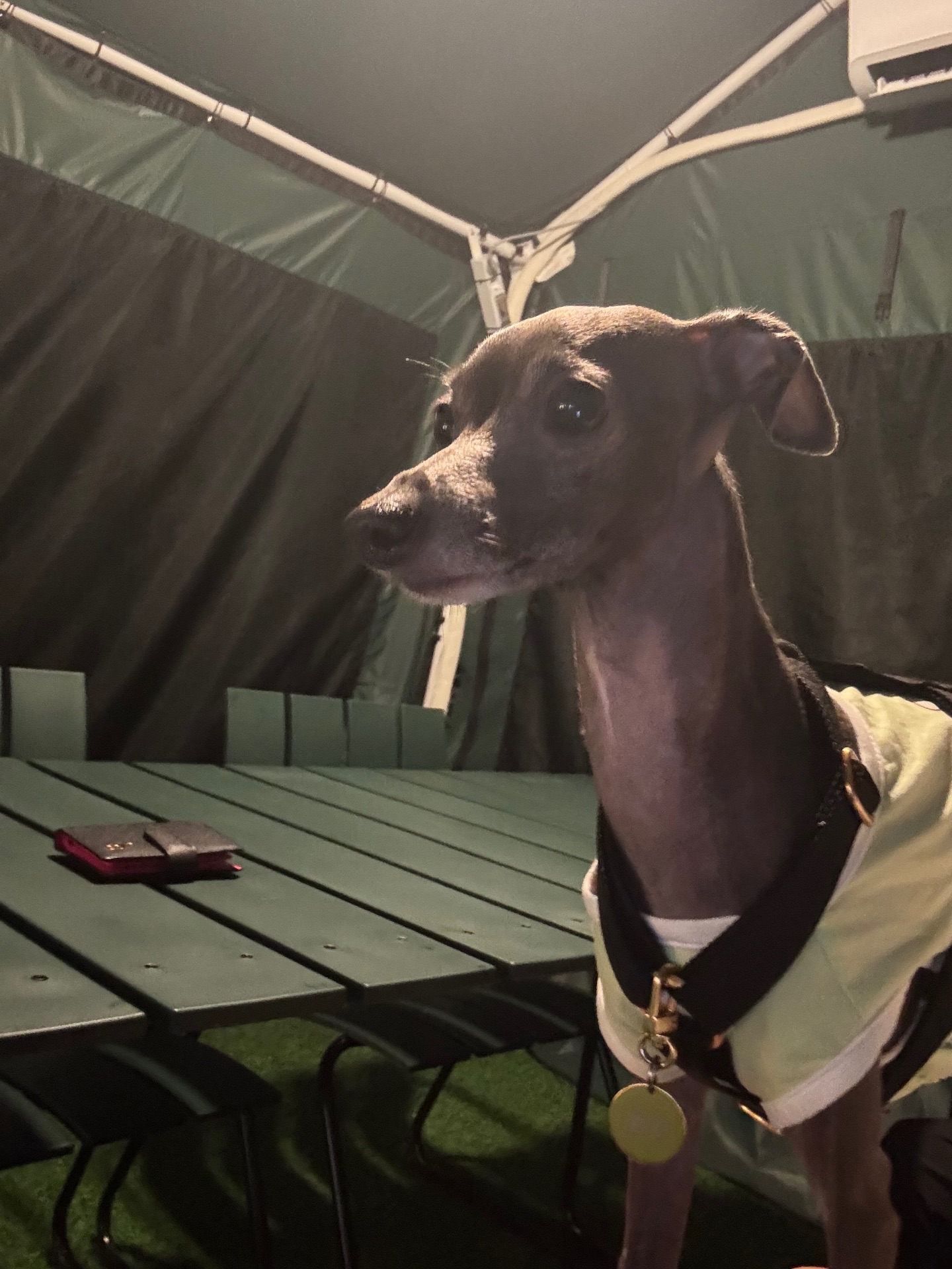 로키의 프로필 사진