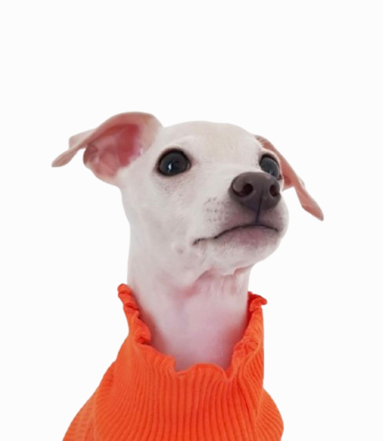 복돌의 프로필 사진