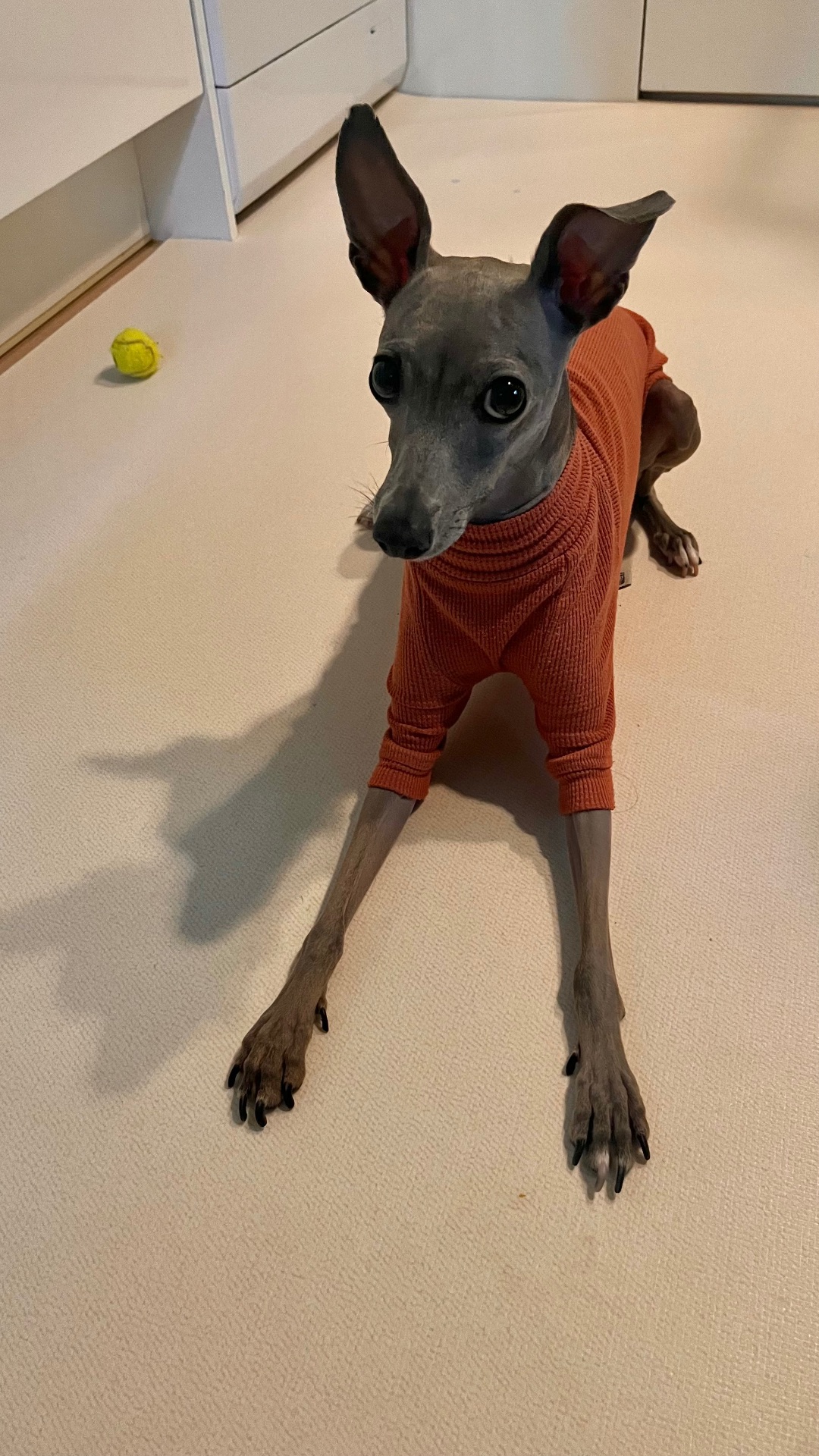 꼬순 🐾의 프로필 사진 1