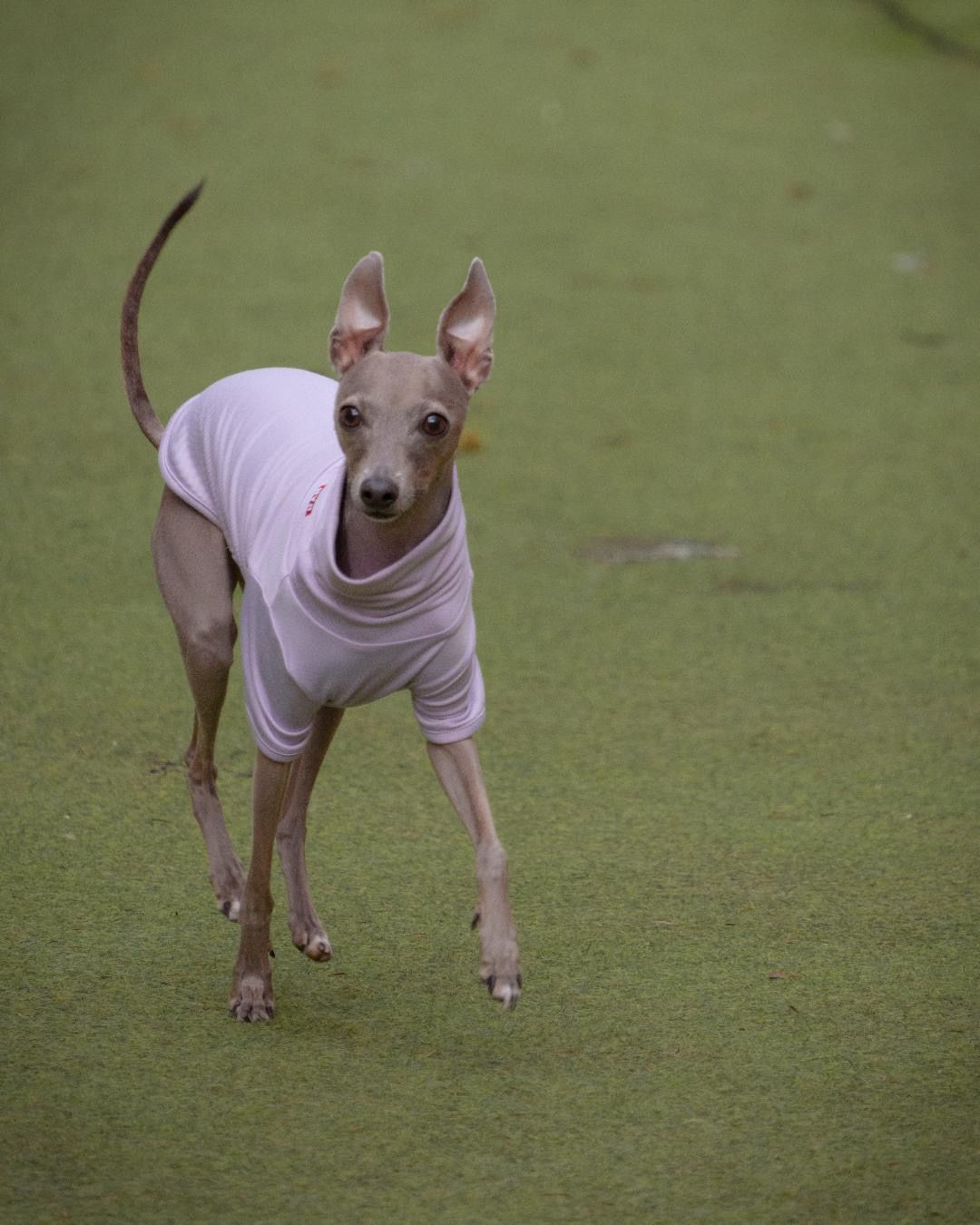 후추의 프로필 사진 6