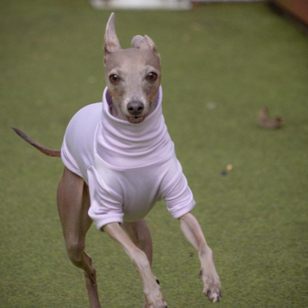 후추의 프로필 사진 4