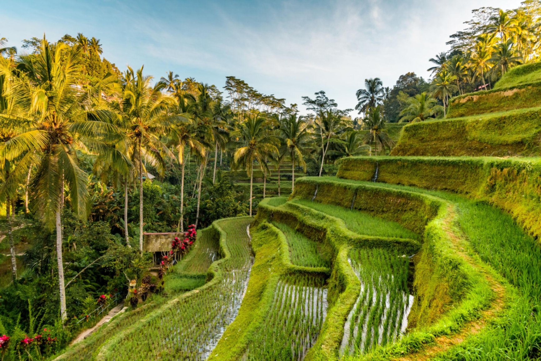 Ubud & Kintamani Tour