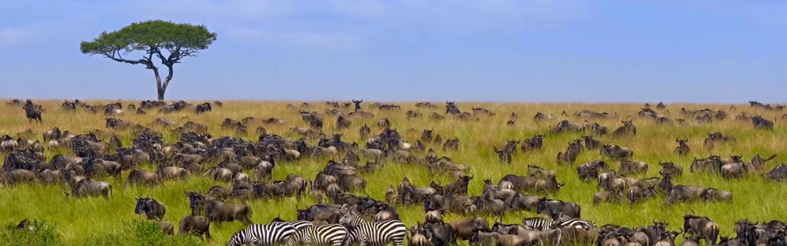 Safaris en África: ¿una aventura épica o un dilema ético?