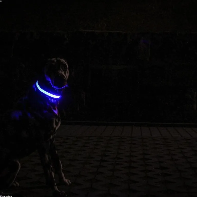 Collar perro