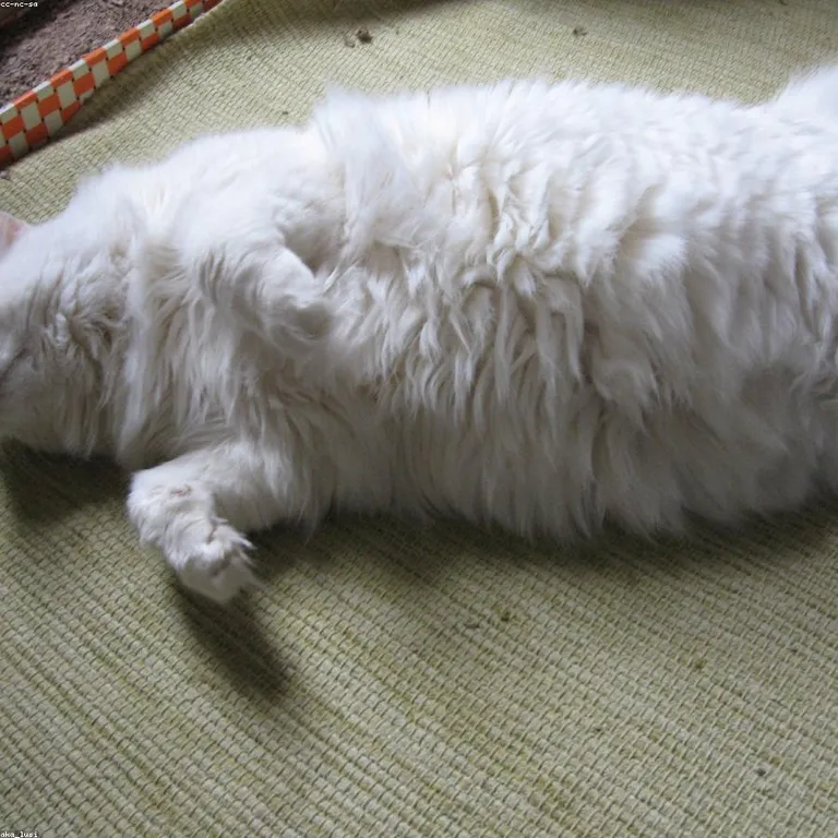Shampoo gato