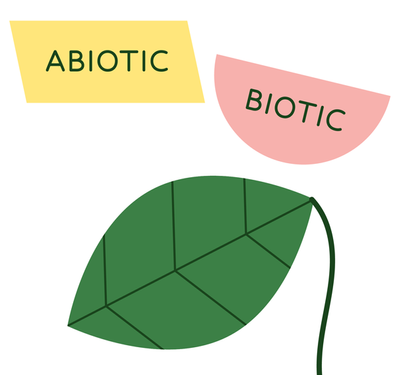 Happy Plant second chapter
