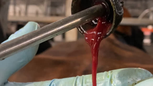 <p>Some with be blood that is hot and smells putrid.
THESE NEED TREATMENT.</p>