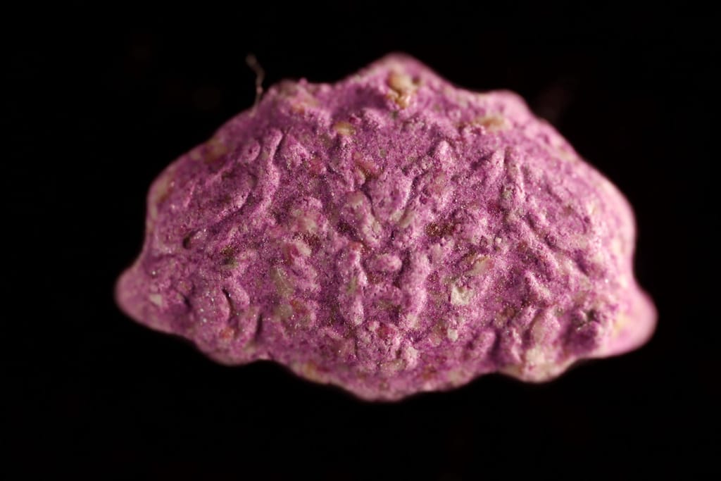 Inner/Sinner Cerberus molecular scheme