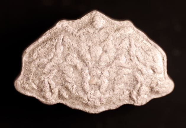 Inner/Sinner Cerberus molecular scheme