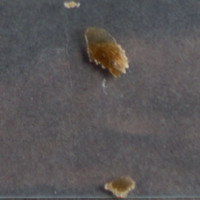 Dope molecular scheme