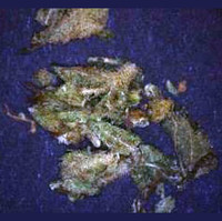 Adulterated Cannabis molecular scheme