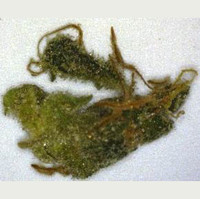 Adulterated Cannabis molecular scheme