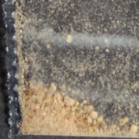 Dope molecular scheme