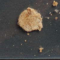 Dope molecular scheme