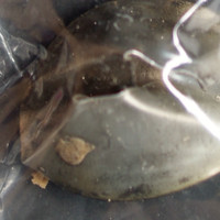 Brown Powder molecular scheme