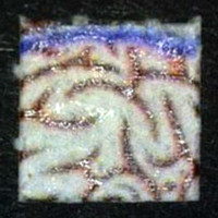 Blotter molecular scheme