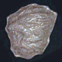 Lion molecular scheme