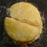 Teacup molecular scheme